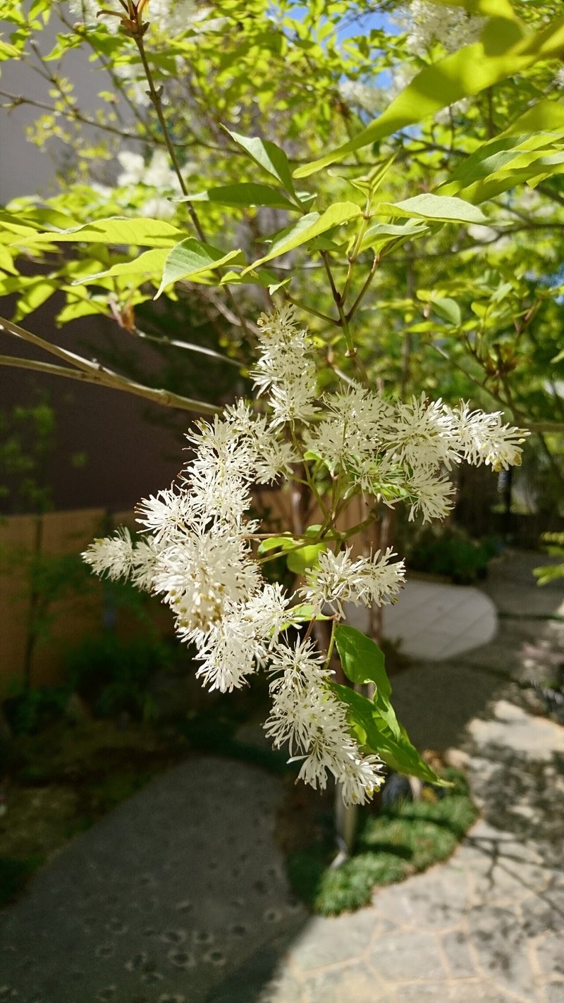 1枚目　アオダモ21年4月雄花②210411_copy_1836x3264