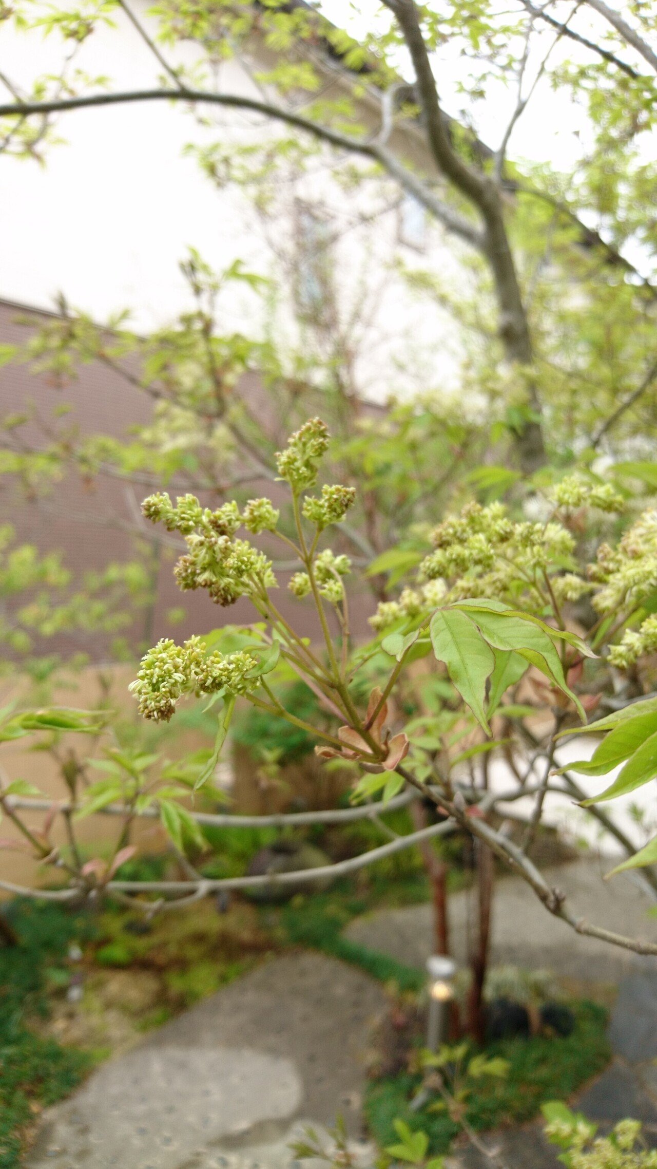 アオダモの雄花と雌花を見比べてみた！5年に１度しか咲かない？レアな