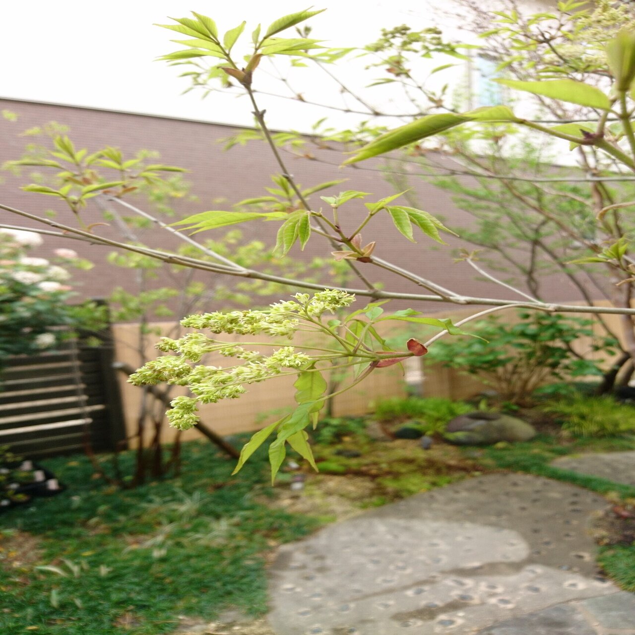 アオダモの雄花と雌花を見比べてみた 5年に１度しか咲かない レアな白い糸状の風媒花です 雑木の苗と草花ショップ ぞう木りん Note