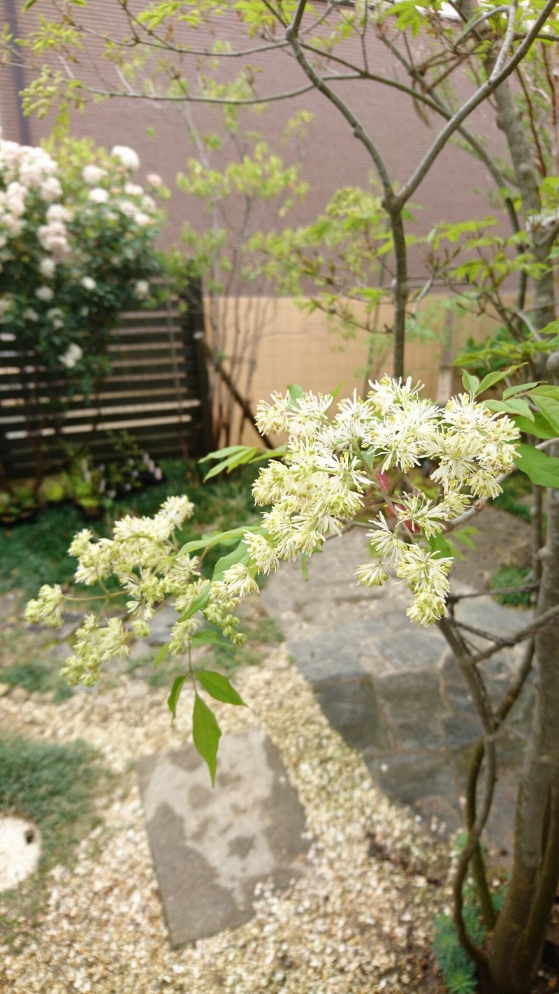 アオダモの雄花と雌花を見比べてみた 5年に1度しか咲かない レアな白い糸状の風媒花です 雑木の庭の苗木と草花ショップ ぞう木りん Note アオダモの雄花と雌花を見比べてみた 5年に1度しか咲かない レアな白い糸状の風媒花です 雑木の庭の苗木と草花ショップ ぞう木りん Note