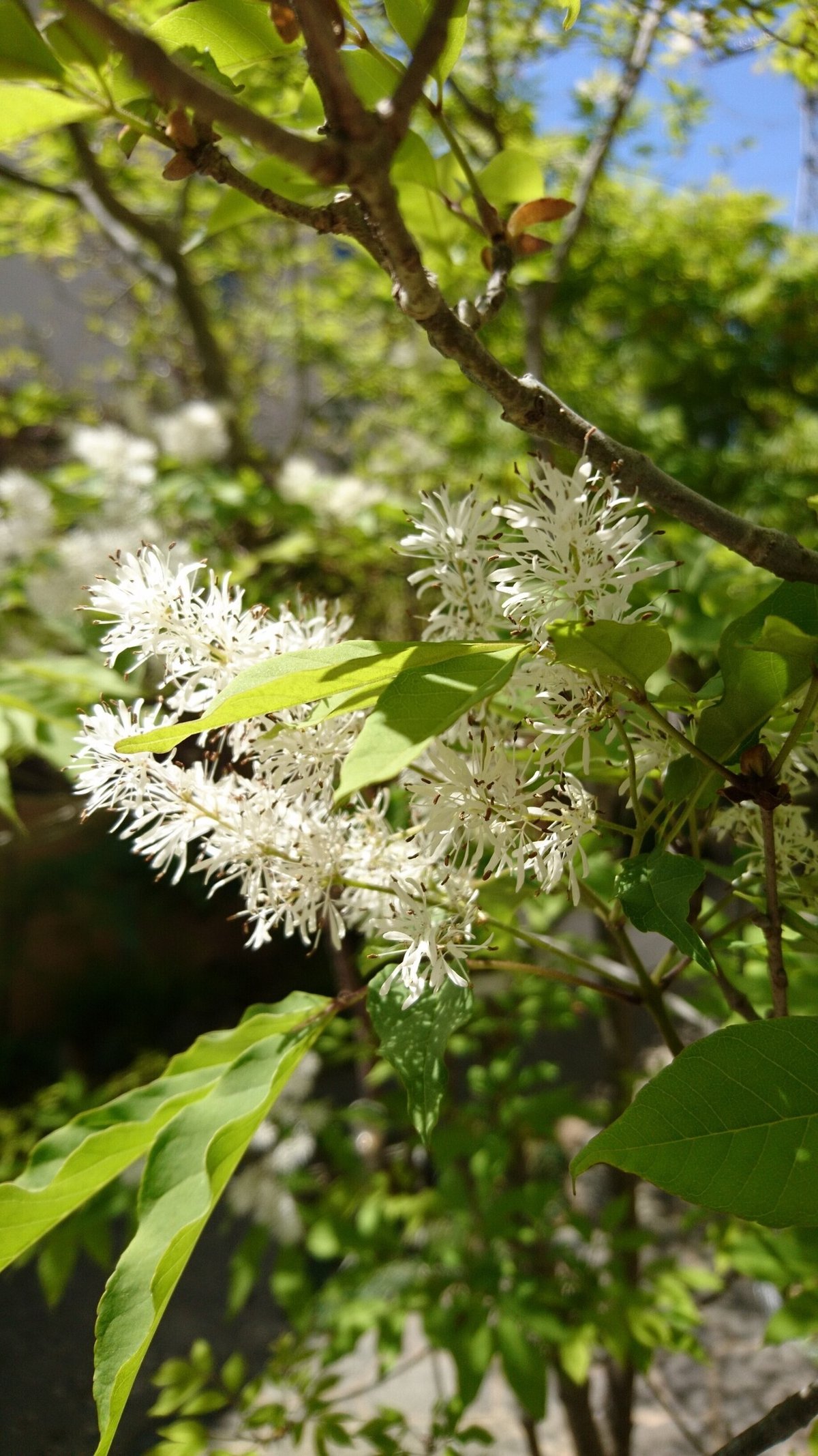 5枚目　アオダモ21年4月雄花アップ写真⑤210411_copy_1836x3264