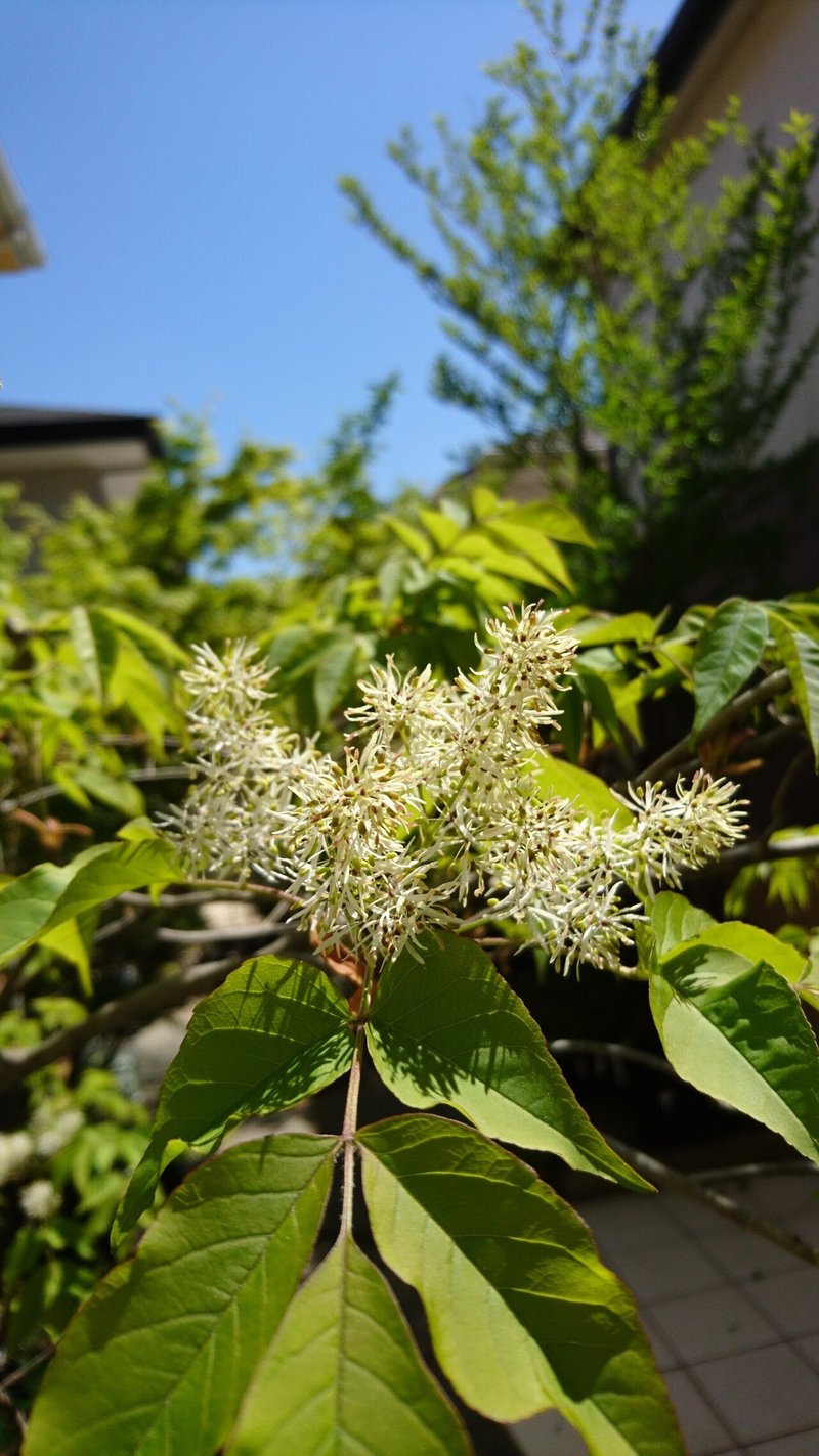 アオダモの雄花と雌花を見比べてみた 5年に1度しか咲かない レアな白い糸状の風媒花です 雑木の庭の苗木と草花ショップ ぞう木りん Note アオダモの雄花と雌花を見比べてみた 5年に1度しか咲かない レアな白い糸状の風媒花です 雑木の庭の苗木と草花ショップ ぞう木りん Note