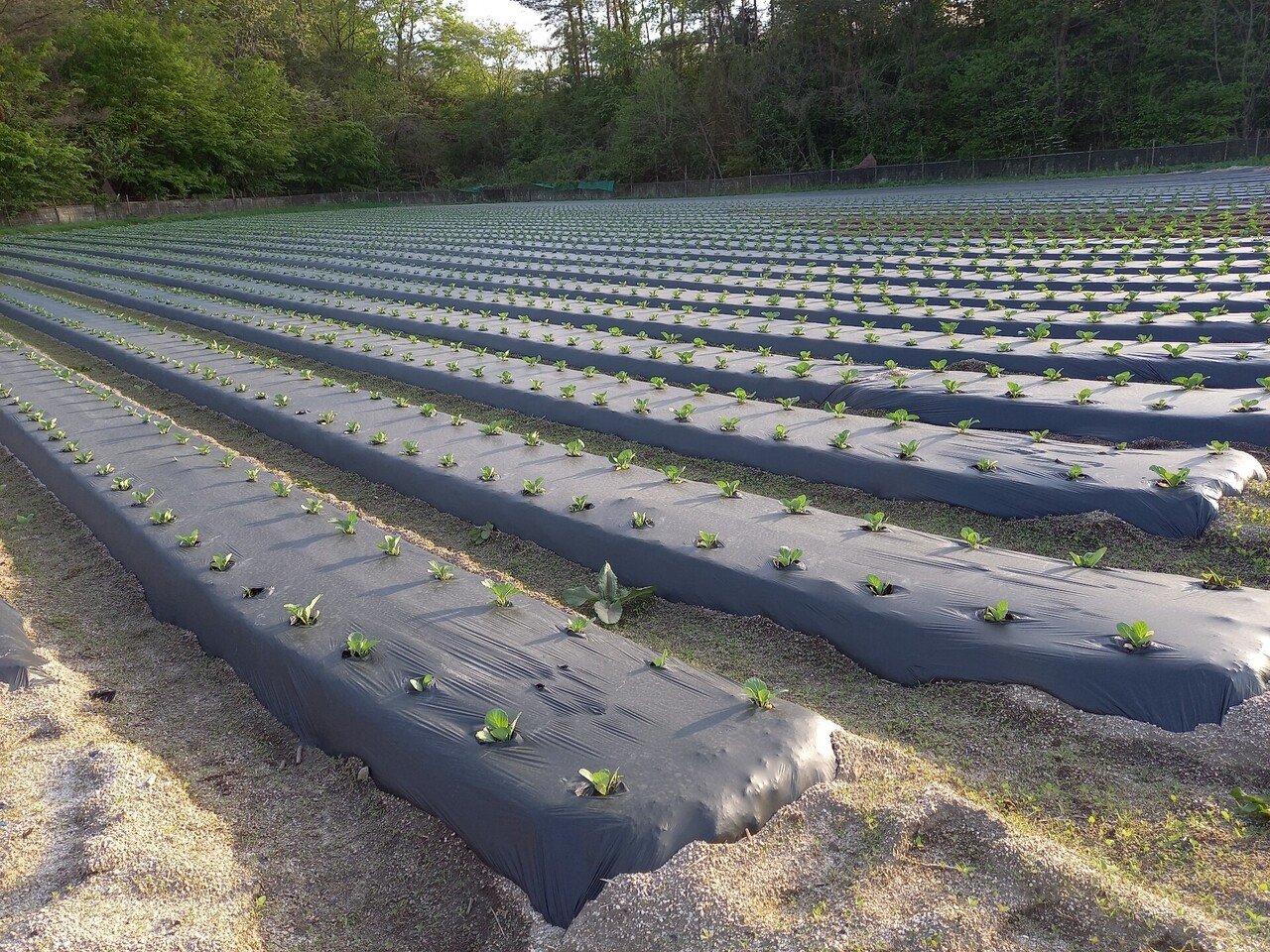 キャベツをマルチ栽培すること うちの子も夢中です Note キャベツをマルチ栽培すること うちの子も夢中です Note