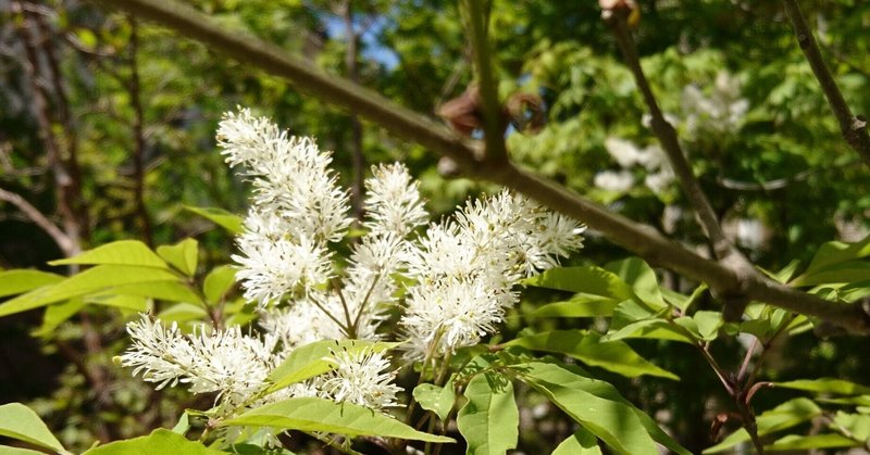 アオダモの雄花と雌花を見比べてみた 5年に１度しか咲かない レアな白い糸状の風媒花です 雑木の庭の苗木と草花ショップ ぞう木りん Note