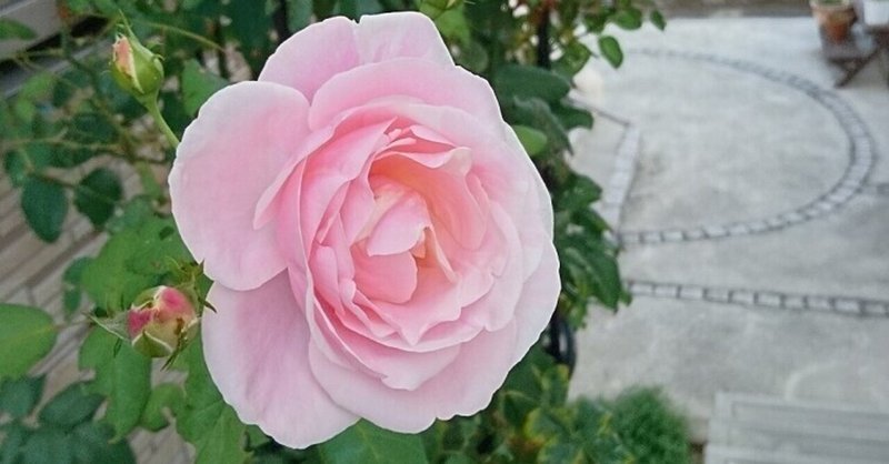 バラ ヴィエ ドゥ 淡いピンクのイチゴオーレの様なマーブル花柄の薔薇です 雑木の庭の苗木と草花ショップ ぞう木りん Note バラ ヴィエ ドゥ 淡いピンクのイチゴオーレの様なマーブル花柄の薔薇です 雑木の庭の苗木と草花ショップ ぞう木りん Note