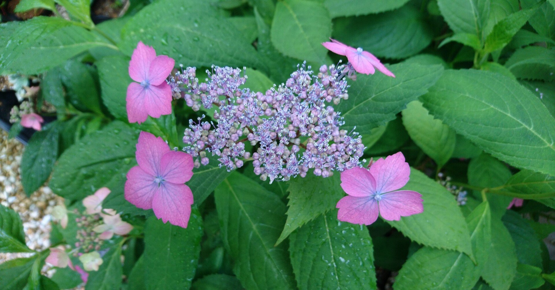 93dd98b38c6f7385031bcfdf36a1a2