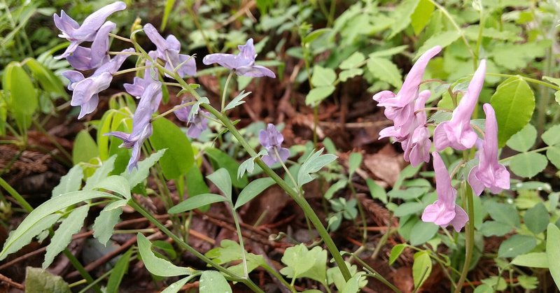 野山の植物散策【２】