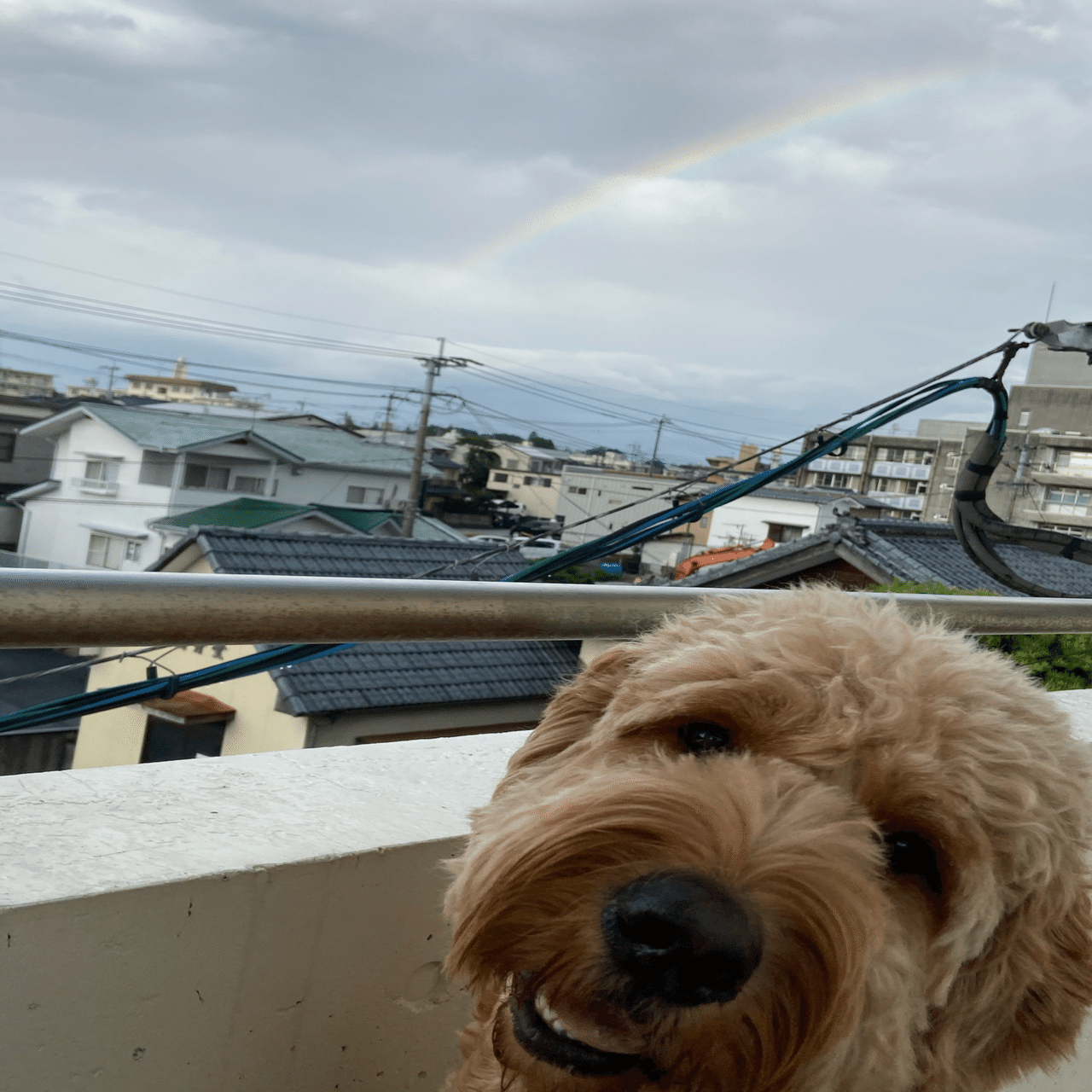 店名に込めた想い｜doggrooming716