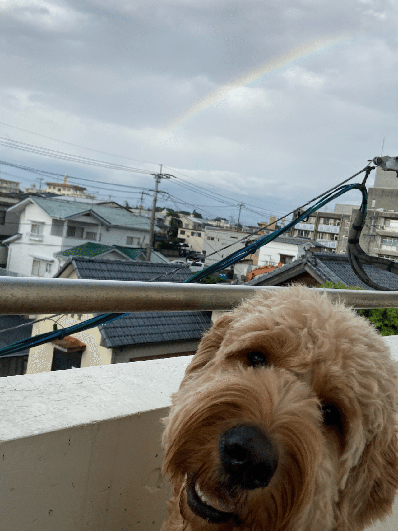 店名に込めた想い|doggrooming716