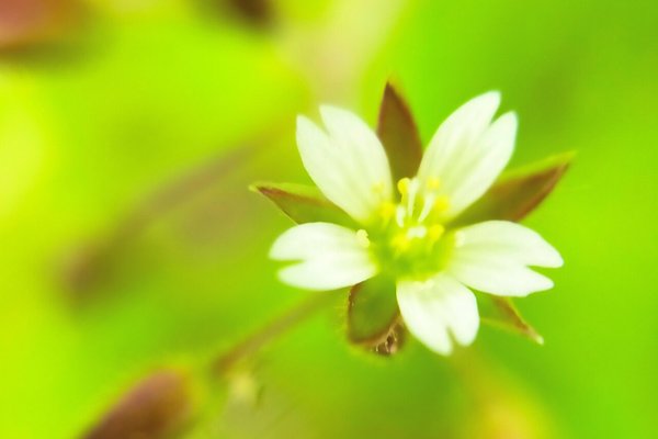 ミミナグサの花言葉純真無邪気可憐な の新着タグ記事一覧 Note つくる つながる とどける ミミナグサの花言葉純真無邪気可憐な の新着タグ記事一覧 Note つくる つながる とどける