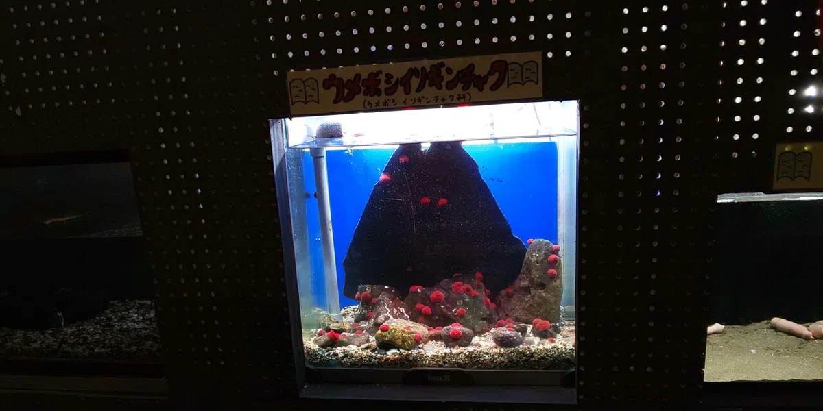 画像18