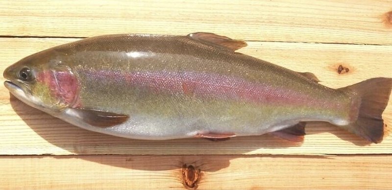 山頂の清流で生まれたご当地サーモン 設楽町商工会 Note 山頂の清流で生まれたご当地サーモン 設楽町商工会 Note