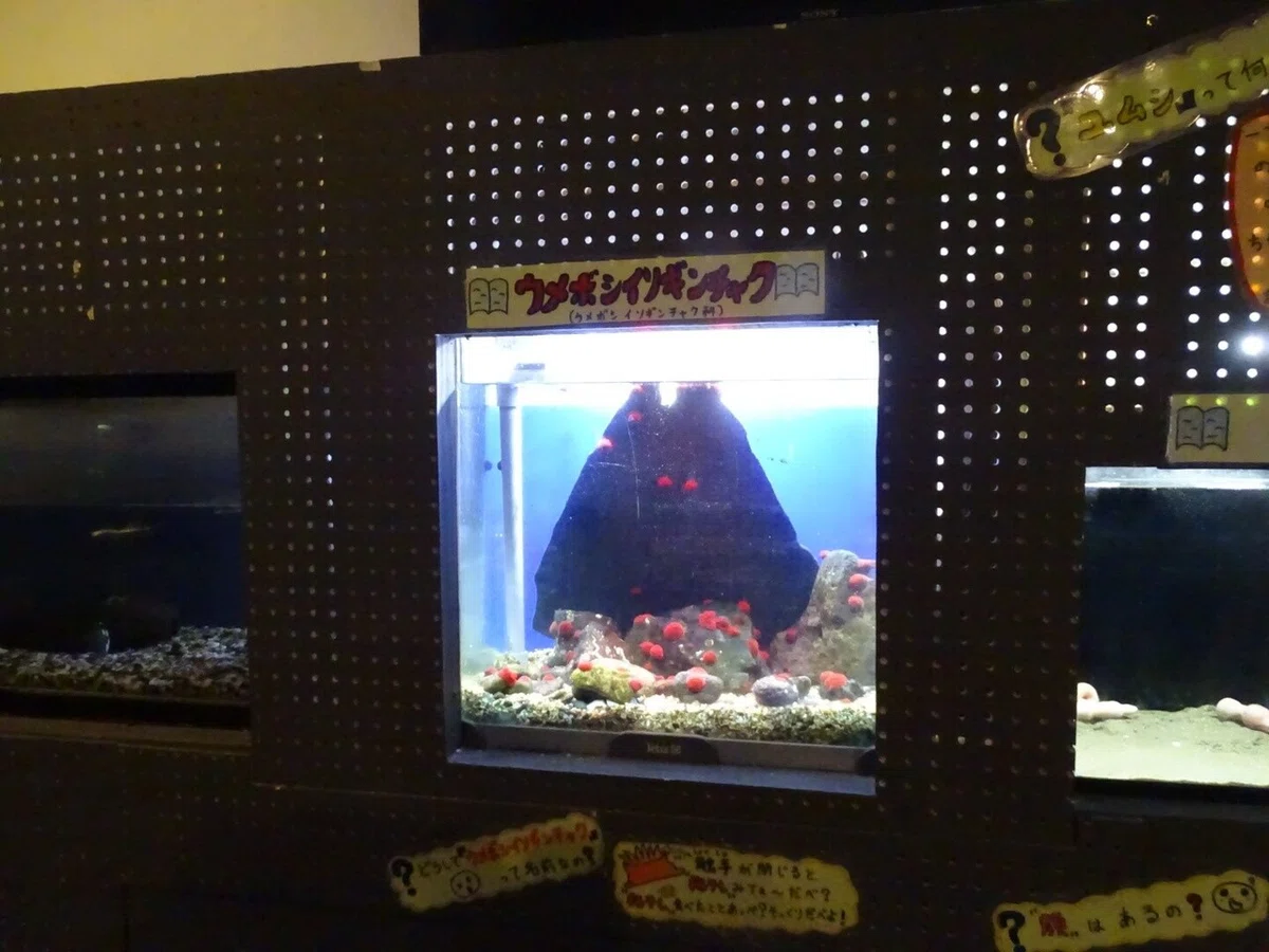 画像33