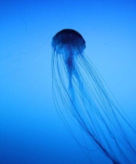 ホッキョクタテガミクラゲ 公式 雑学屋 Note