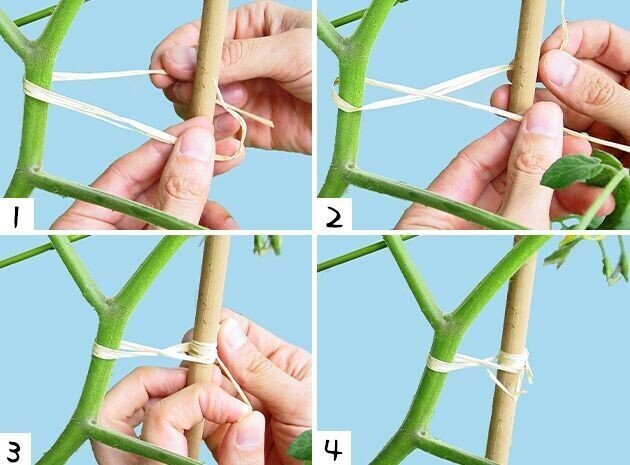 トマトの育て方no 2 支柱立て 誘引 トマト研究家 ヒロミ Note