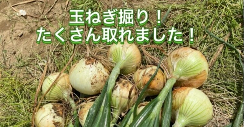 玉ねぎ掘り 緑 夕方散歩 Masa マサ Toeic 英語勉強の記録 Note