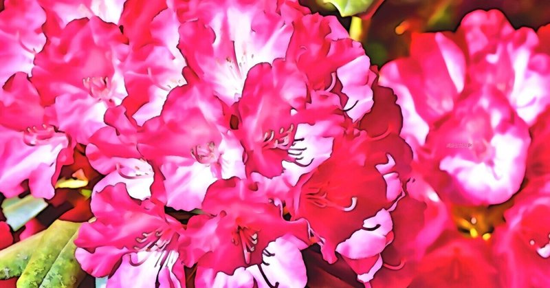 5月8日 誕生花は石楠花 誕生花短歌 御子柴 流歌 Note
