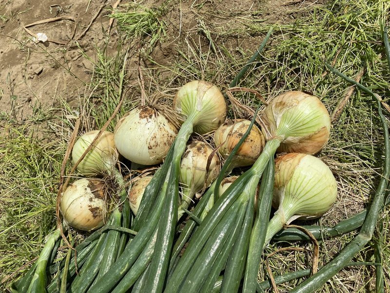 玉ねぎ掘り 緑 夕方散歩 Masa Toeic900点 英検1級挑戦中 英語学習記録 英語は継続 Note