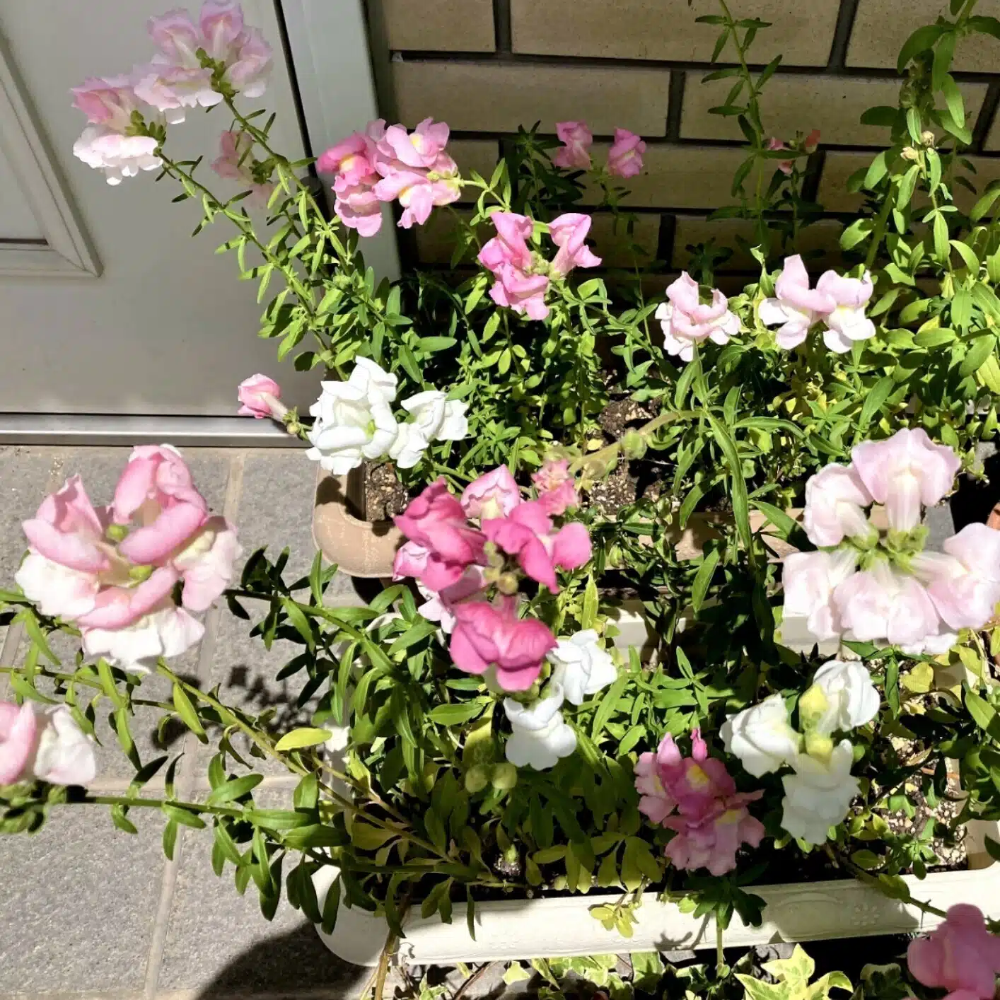 はまのともこ