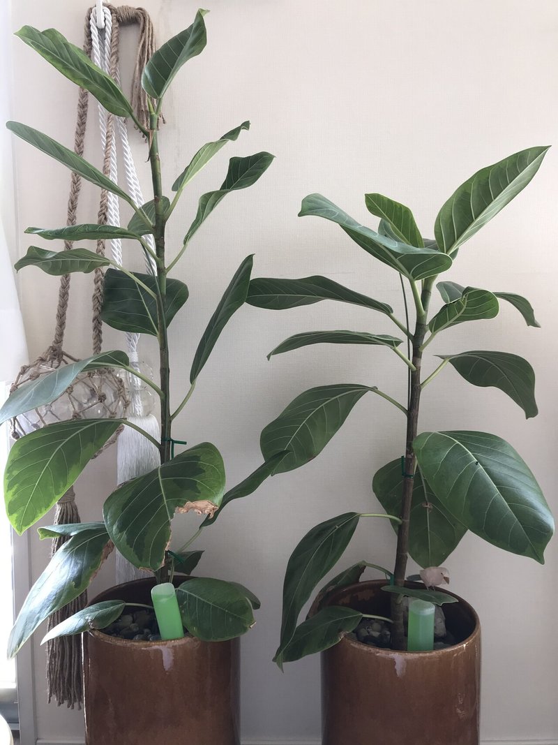 鬼門封じの植物が ビックリ状態 風水師の言葉は本当か Eldorado Note 鬼門封じの植物が ビックリ状態 風水師の言葉は本当か Eldorado Note