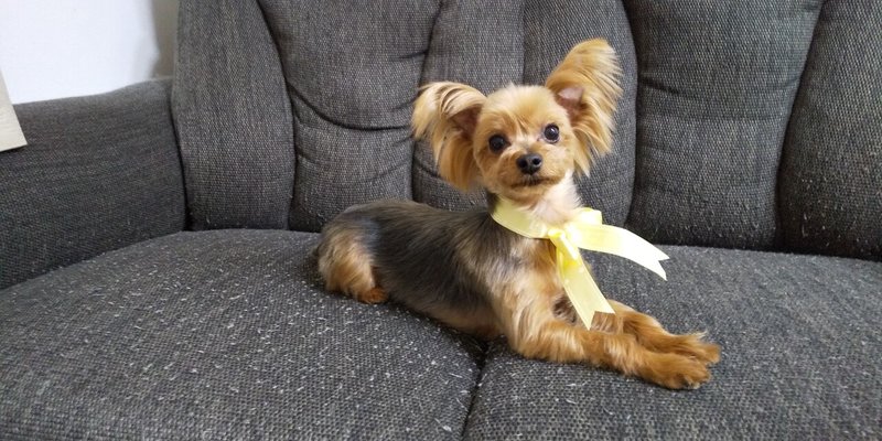 飼い犬に手を噛まれた話 アンモナイト鈴木 Note