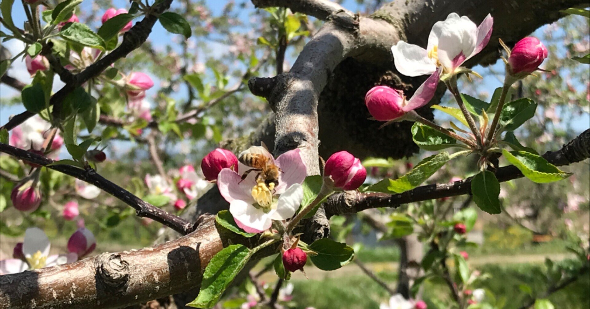 受粉の味方 マメコバチ に感謝する催しがあるらしい かわいい Atsuko Nagai Note 受粉の味方 マメコバチ に感謝する催しがあるらしい かわいい Atsuko Nagai Note