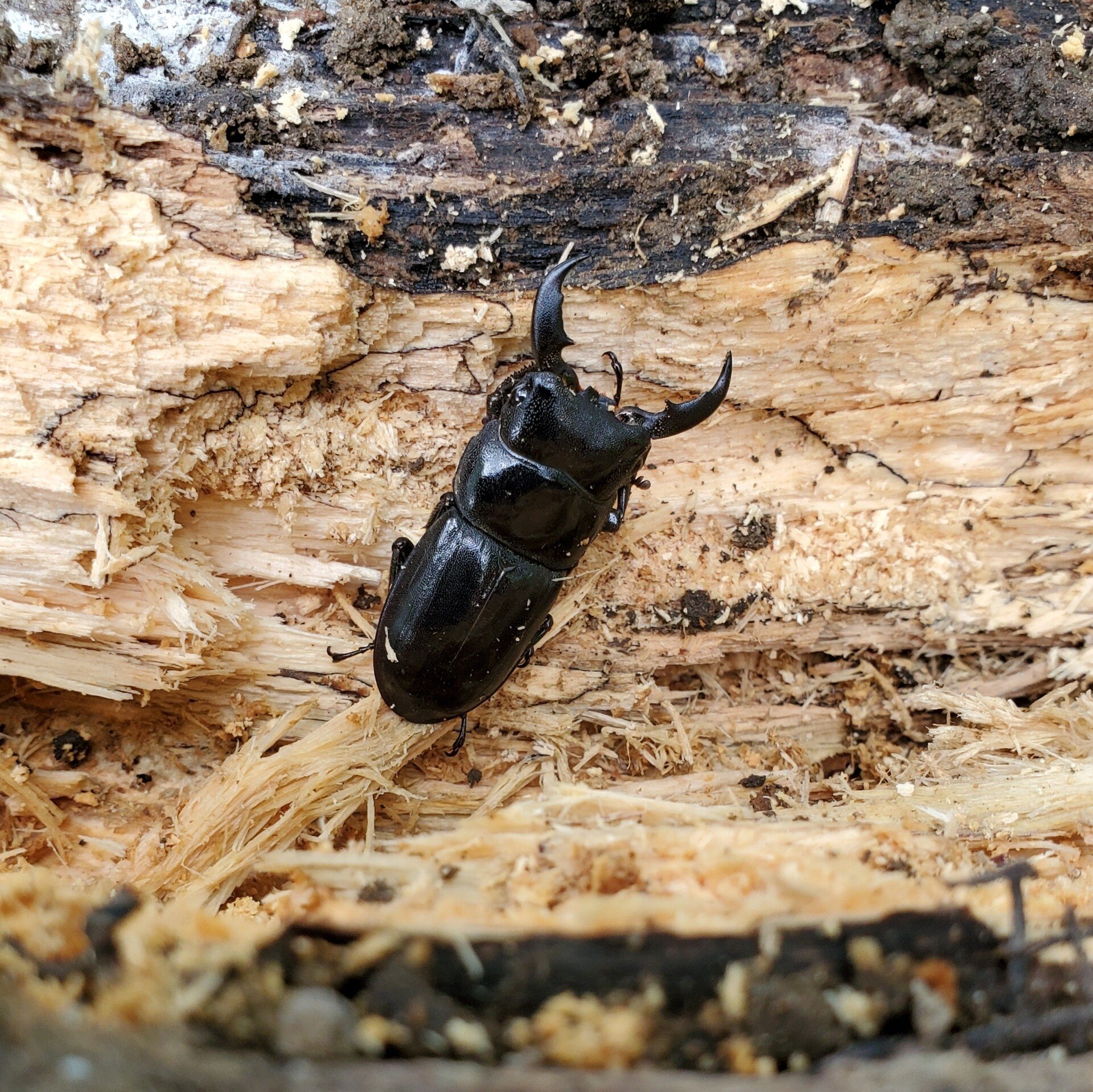 最大85 オフ ネブトクワガタ 頭 8月9日 京都市採集 Www iwearparts Com