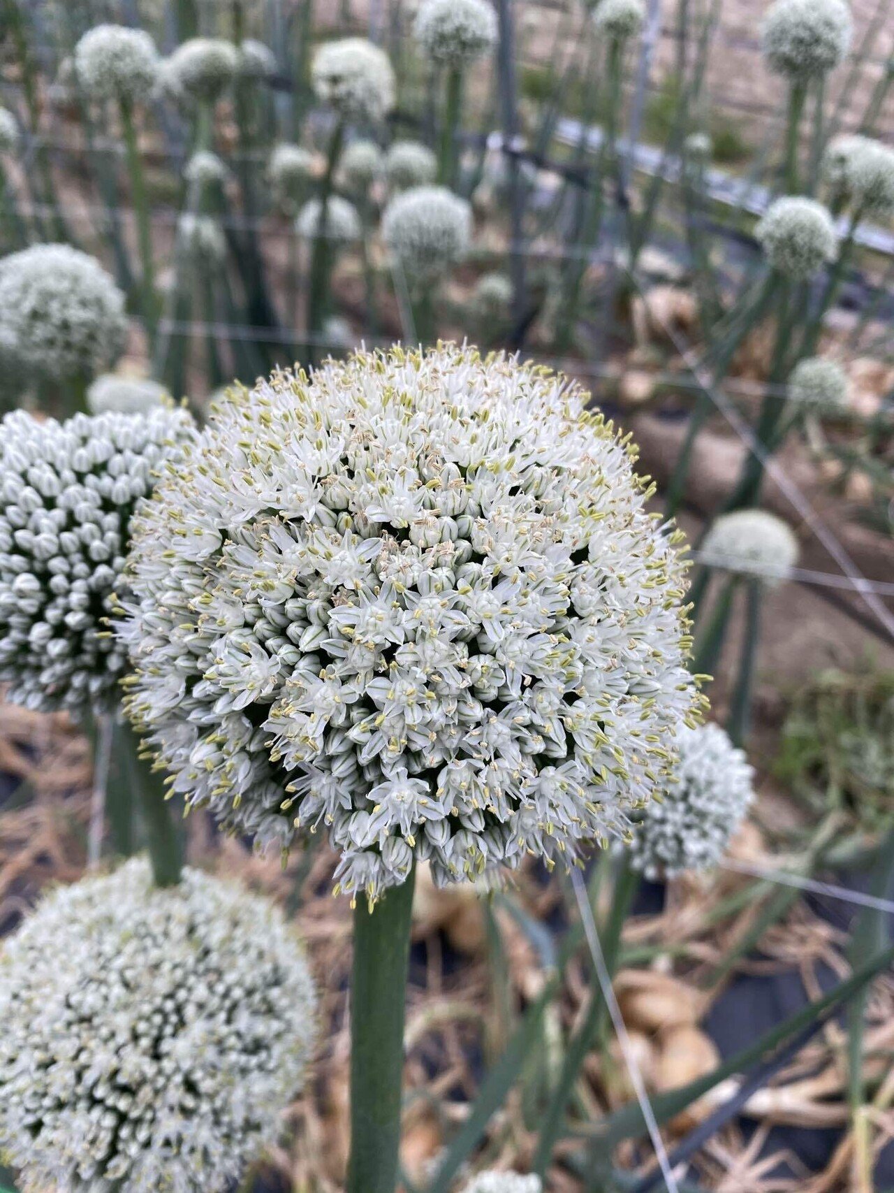タマネギの花が咲いてきた ひらっち フリーライター 農家の経済自由人 Note