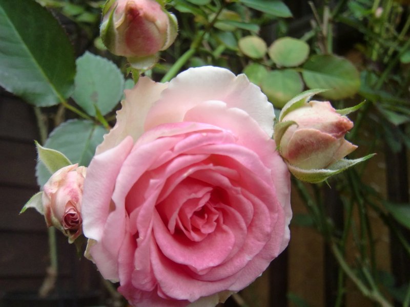 秋の薔薇 今度は台風対策ちゃんとしなくちゃ 足袋猫 Note 秋の薔薇 今度は台風対策ちゃんとしなくちゃ 足袋猫 Note