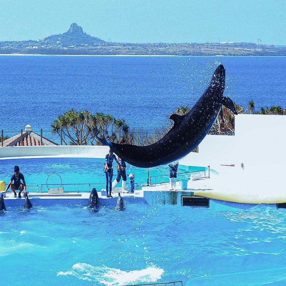 バスツアーで行く海洋博公園の無料で楽しめる場所3選｜かまぼこ