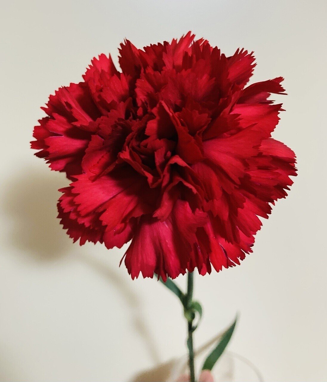 奥深きカーネーション Pirokichi Flower Market Pirokichi Note