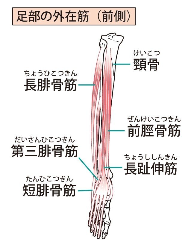 解剖　下腿　筋肉