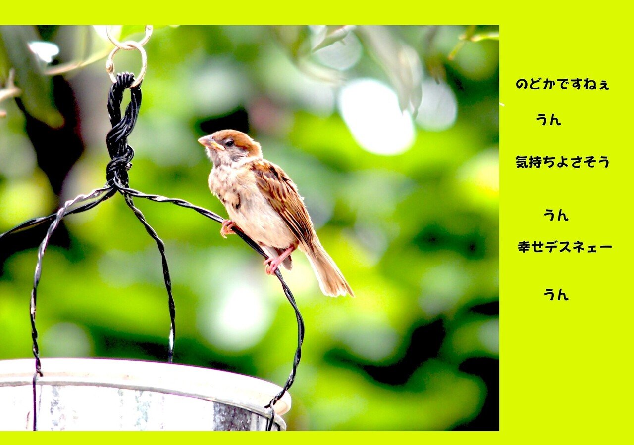 スズメ 英語ではsparrow スパロウでいいのかなぁ 可愛いね Gatokukubo Note スズメ 英語ではsparrow スパロウでいいのかなぁ 可愛いね Gatokukubo Note
