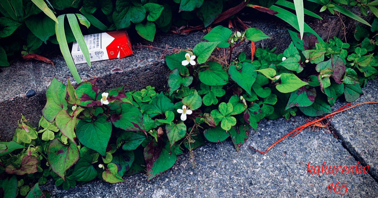 Shy の新着タグ記事一覧 Note つくる つながる とどける