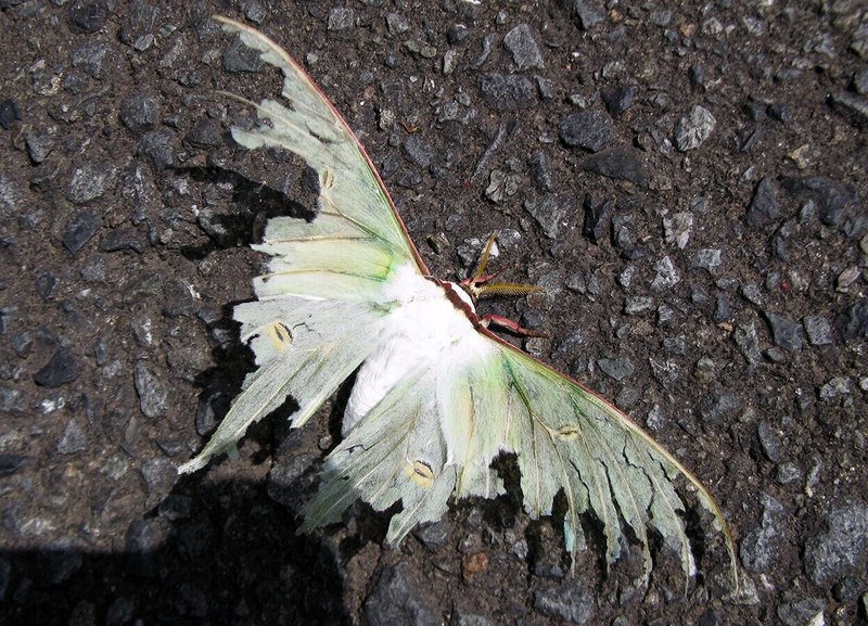 ざんねんな生き物 大人になると口がなくなってしまい 餓死する生き物がいる 海丸ミチ Note ざんねんな生き物 大人になると口がなくなってしまい 餓死する生き物がいる 海丸ミチ Note