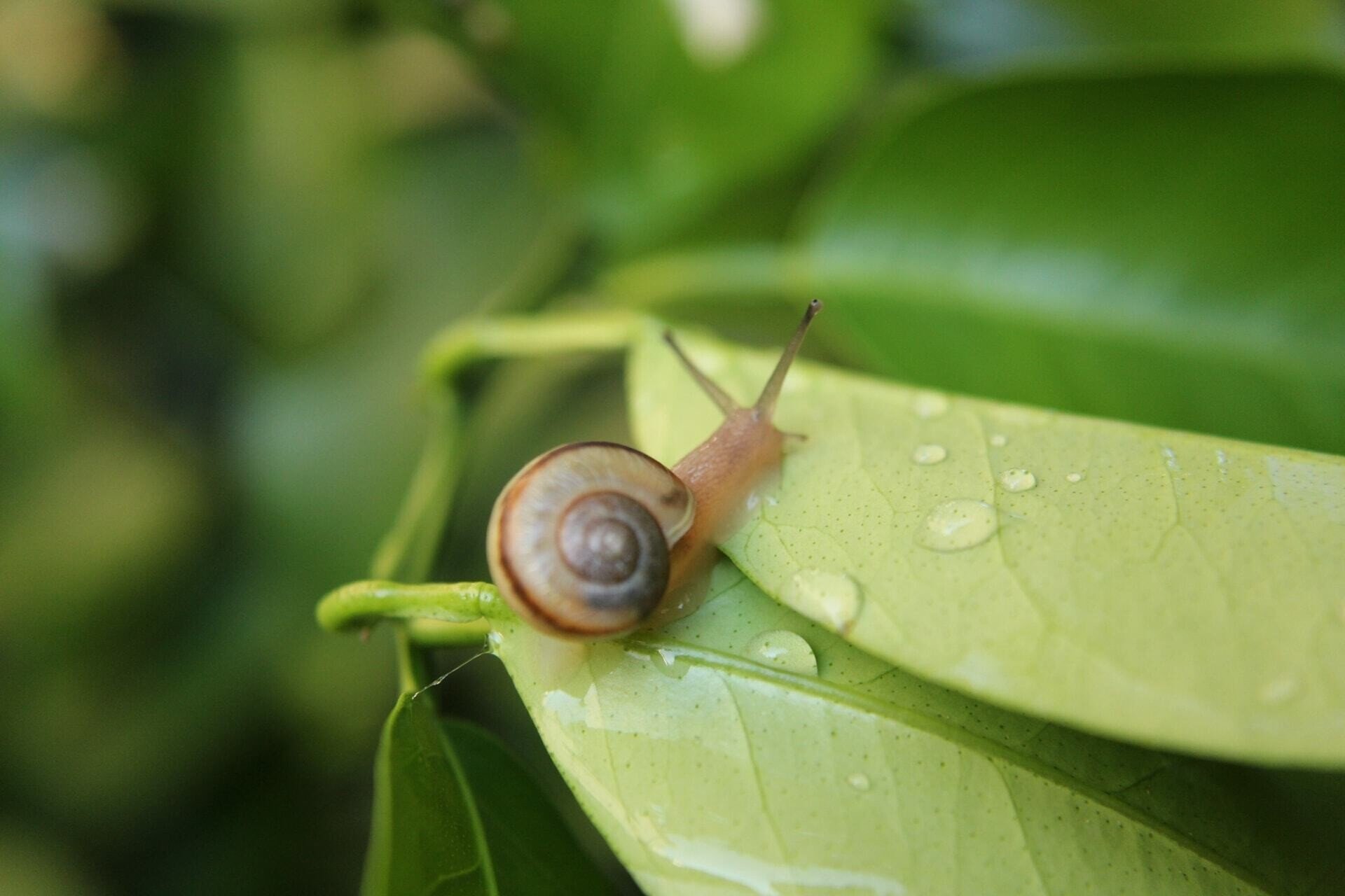 カタツムリの殻って意外と堅い サクラ餅 Note