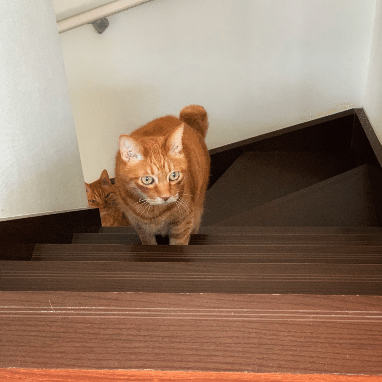 猫の決めた通り Mizunote Note 猫の決めた通り Mizunote Note