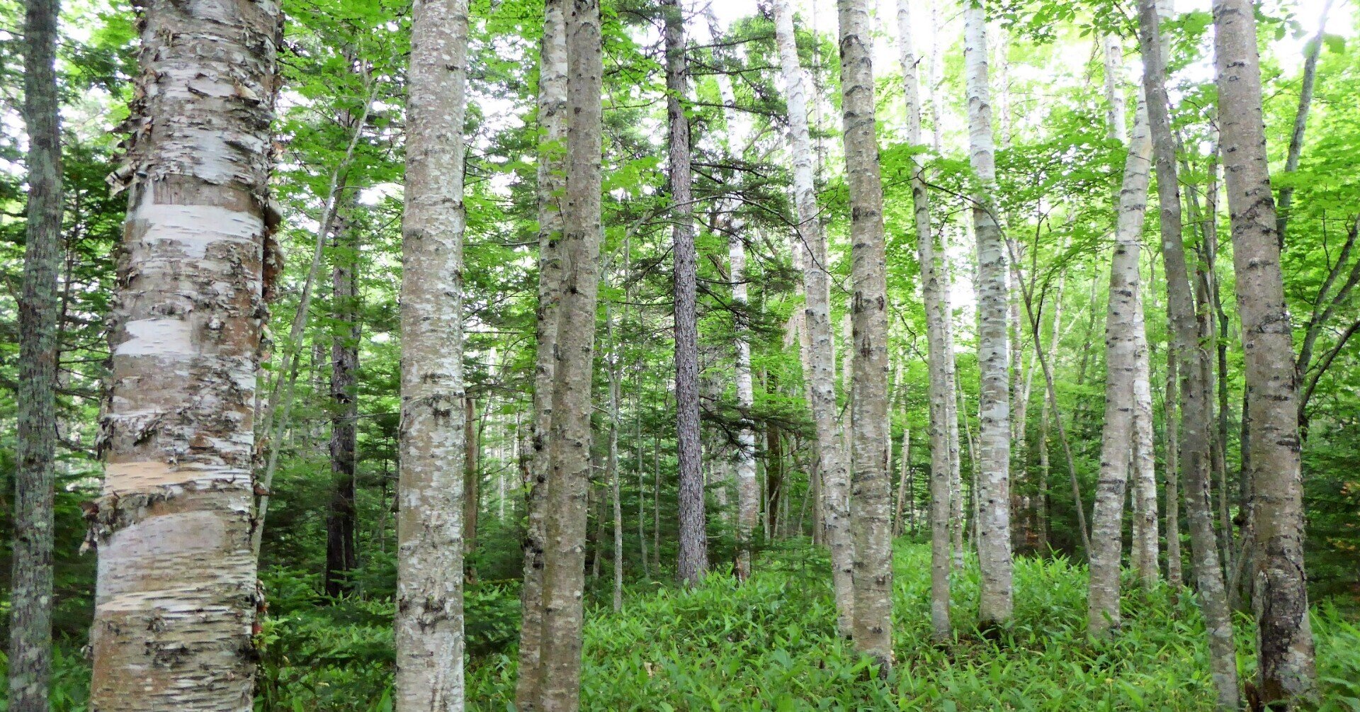 まだみんなが知らない白樺のチカラにそっこんになった 石塚 健朗 いしづか たけろう Prプロデューサー Note まだみんなが知らない白樺のチカラにそっこんになった 石塚 健朗 いしづか たけろう Prプロデューサー Note