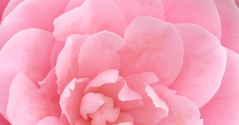 書評 植物と叡智の守り人 樹山 瞳 note