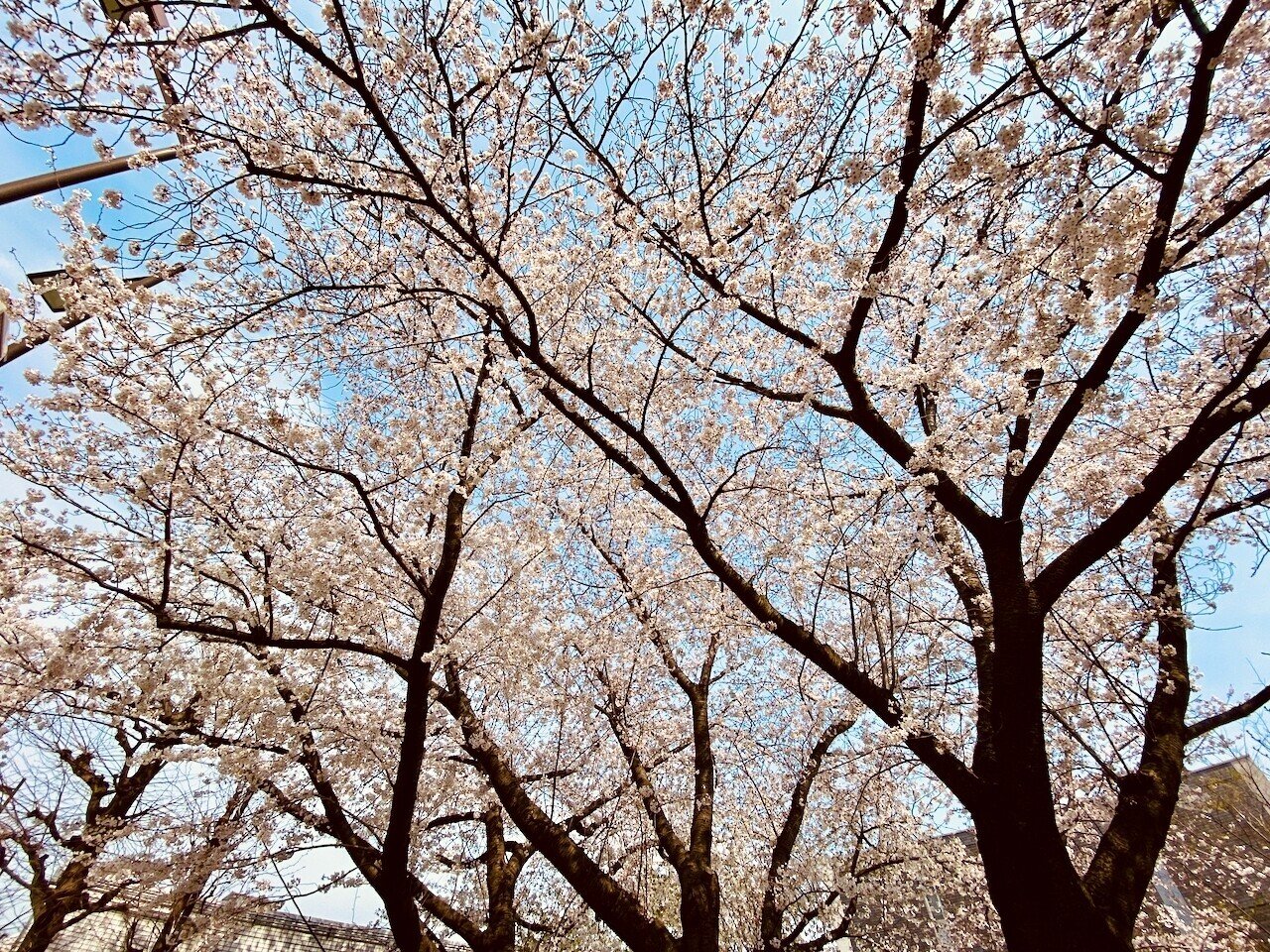 満開の桜の木を見上げた写真