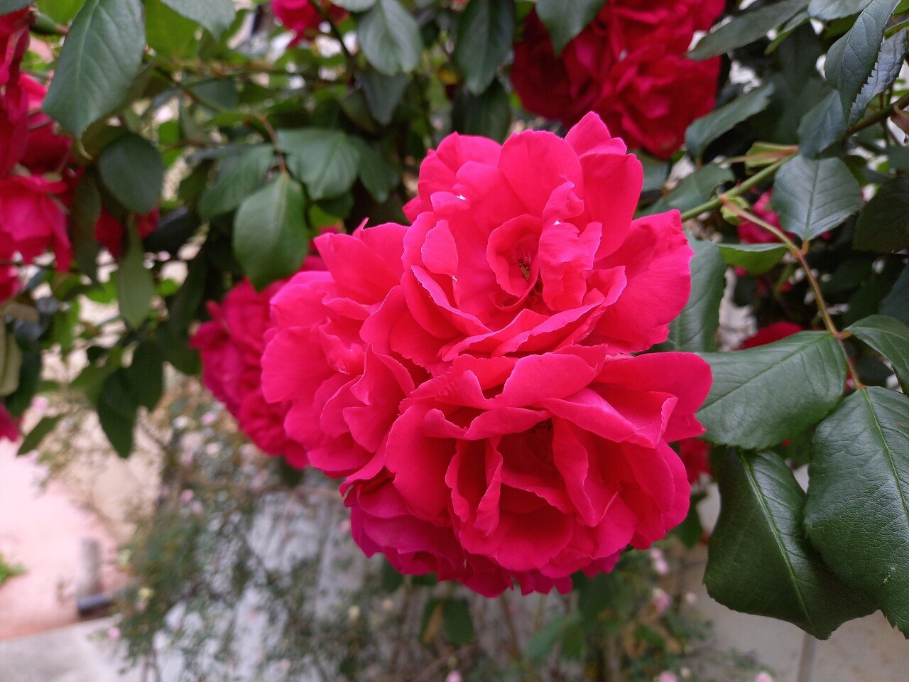 一目惚れした本日の薔薇たち 柘榴 Note