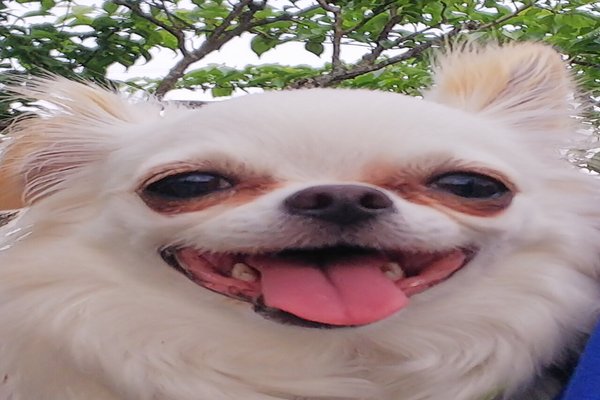 笑う犬 の新着タグ記事一覧 Note つくる つながる とどける