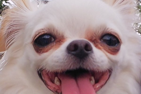 笑う犬 の新着タグ記事一覧 Note つくる つながる とどける 笑う犬 の新着タグ記事一覧 Note つくる つながる とどける