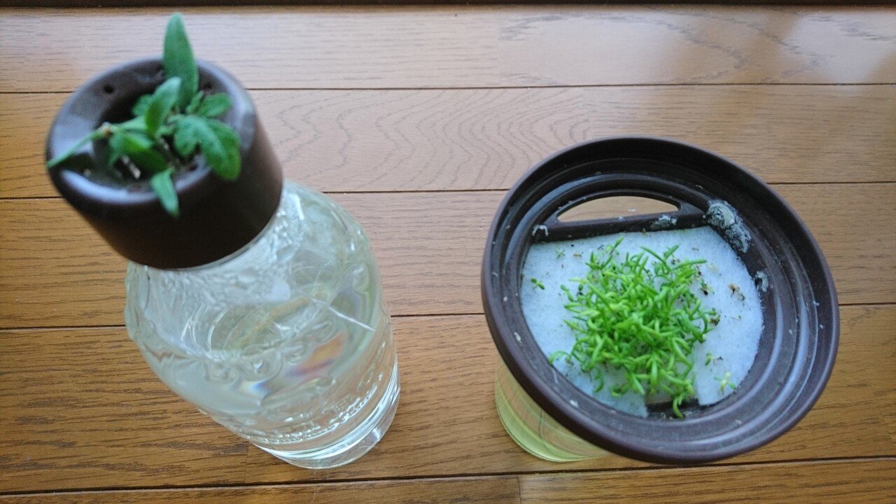 トマトとカモミールの水耕栽培 トマトは 本葉も出て来て ますます可愛い カモミールは そろそろ間引いたほうが良いのかな 甘夏の種を撒くと ポコポコ芽 が出て可愛いと聞いて 甘夏食べてみたら １つの甘夏か りんごの木 Note