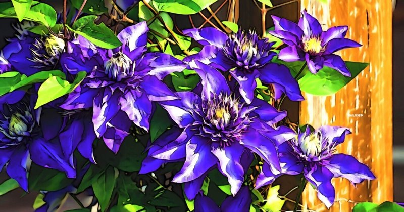 5月9日 誕生花は鉄線花 誕生花短歌 御子柴 流歌 Note
