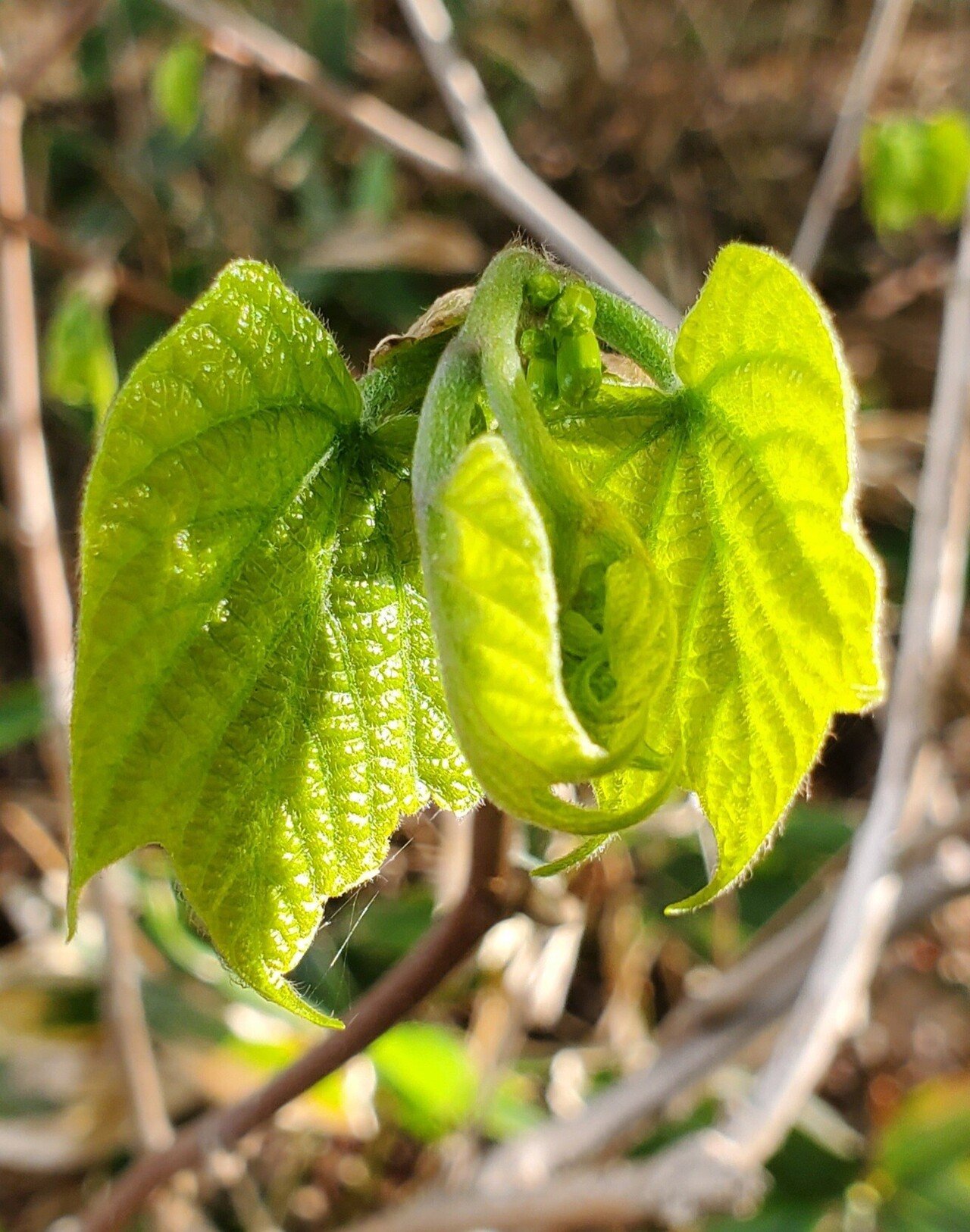 葉っぱのようで葉っぱでない不思議な葉っぱ｜木と生き物観察記録@はな