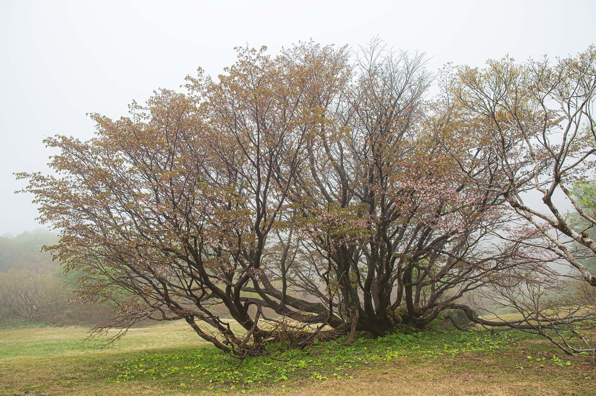 千竜桜2014