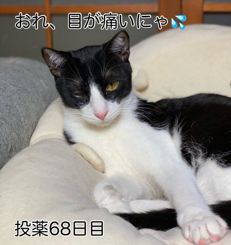 点眼薬 の新着タグ記事一覧 Note つくる つながる とどける 点眼薬 の新着タグ記事一覧 Note つくる つながる とどける