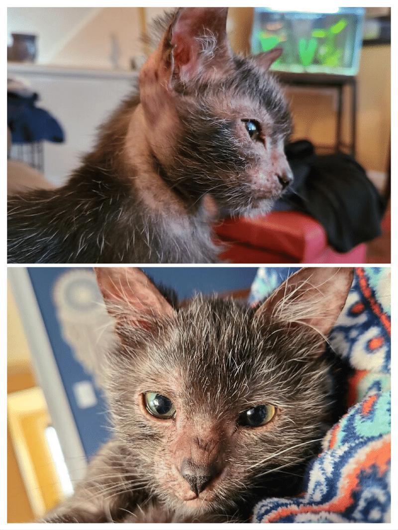 狼猫 ウルフ キャット ノリノリ Note