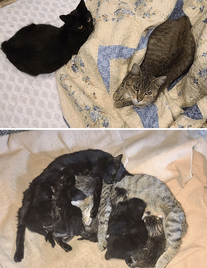 狼猫 ウルフ キャット ノリノリ Note